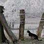 Katze in der Winterlandschaft