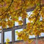 Herbstlaub