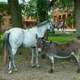 Pferde und Esel